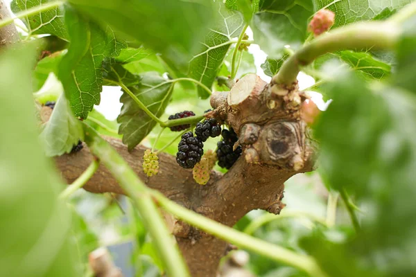 Fruta Morera Orgánica Moras Negras Maduras Rojas Inmaduras Rama Del —  Fotos de Stock