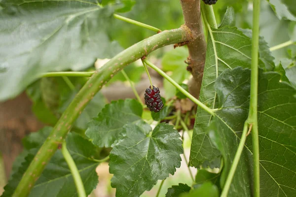 Fruta Morera Orgánica Moras Negras Maduras Rojas Inmaduras Rama Del —  Fotos de Stock