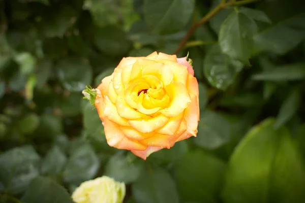 Eine Rose Knopf Mit Gelber Farbe Tagesschießen Draußen Und Ohne — Stockfoto