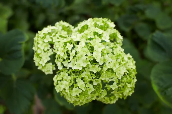 Hydrangea Macrophylla Яку Вона Розцвіла Початку Літа Була Близькою Японської — стокове фото