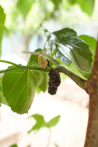Organic Mulberry Fruit Black Ripe Red Unripe Mulberries Branch Tree — Stock Photo, Image