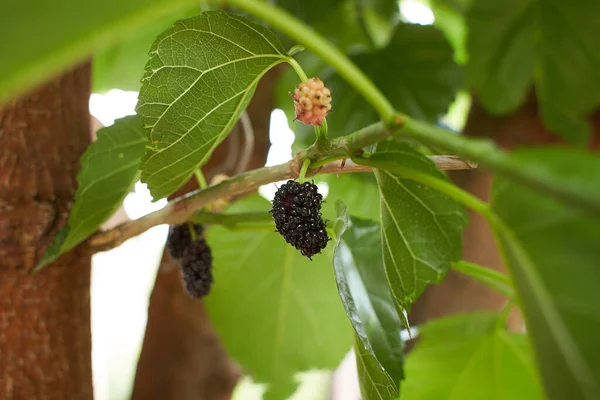Organic Mulberry Fruit Black Ripe Red Unripe Mulberries Branch Tree — Stock Photo, Image