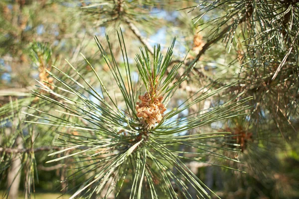 Drzewo Sosnowe Monterey Pinus Radiata Krajobrazie Leśnym Avoca Garden Irlandia — Zdjęcie stockowe