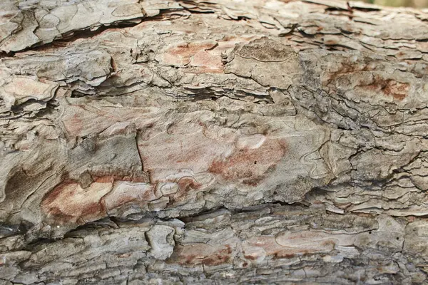 Dennenschors Achtergrond Eucalyptus Boomschors Textuur Boom Blaffen Met Lichens — Stockfoto