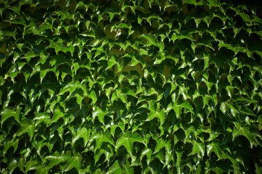 Sarmaşık sarmaşıkları yeşil arka plandaki duvarlara tırmanıyor.