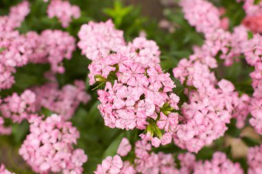Dianthus Barbatus çiçeği. Bahçenin arka bahçesinde pembe morumsu çiçek açar. Güneşli bir bahçede büyüyen daimi fenomen. Dianthus barbatus çiçeği.