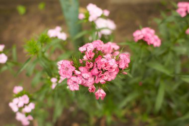 Dianthus Barbatus çiçeği. Bahçenin arka bahçesinde pembe morumsu çiçek açar. Güneşli bir bahçede büyüyen daimi fenomen. Dianthus barbatus çiçeği.