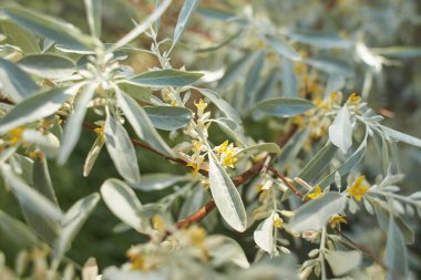 Elaeagnus commutata, Elaeagnus familyasından bir kuş türü. Çalının bahar çiçekleri. Bitkinin üzerindeki sarı çiçekler. Küçük sarı çiçekler açan zeytin dalları