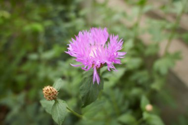 İran 'ın çiçek çiçeği. Psephellus Spasbatus, İran 'ın çiçek çiçeği ya da mısır çiçeği. Bu bitki Türkiye 'ye özgüdür ama yaygın olarak bir süs eşyası olarak yetiştirilir..