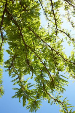 Ağacın üzerindeki gleditsia triacanthos yapraklarının seçici odak noktası, bal çekirgesi olarak da bilinen bal çekirgesi, Fabaceae familyasından bir yapraktır..