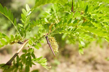 Ağacın üzerindeki gleditsia triacanthos yapraklarının seçici odak noktası, bal çekirgesi olarak da bilinen bal çekirgesi, Fabaceae familyasından bir yapraktır..