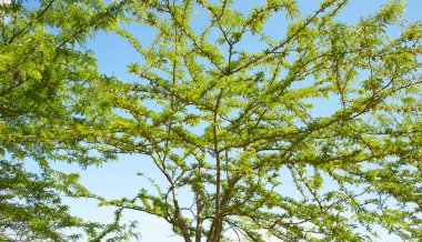 Ağacın üzerindeki gleditsia triacanthos yapraklarının seçici odak noktası, bal çekirgesi olarak da bilinen bal çekirgesi, Fabaceae familyasından bir yapraktır..