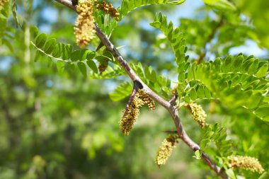 Ağacın üzerindeki gleditsia triacanthos yapraklarının seçici odak noktası, bal çekirgesi olarak da bilinen bal çekirgesi, Fabaceae familyasından bir yapraktır..