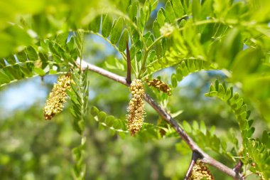 Ağacın üzerindeki gleditsia triacanthos yapraklarının seçici odak noktası, bal çekirgesi olarak da bilinen bal çekirgesi, Fabaceae familyasından bir yapraktır..