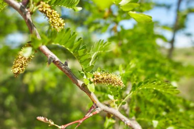 Ağacın üzerindeki gleditsia triacanthos yapraklarının seçici odak noktası, bal çekirgesi olarak da bilinen bal çekirgesi, Fabaceae familyasından bir yapraktır..