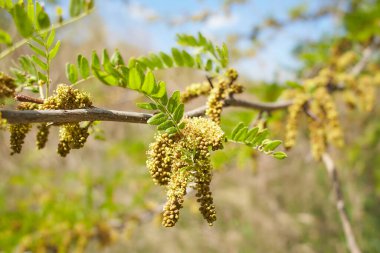Ağacın üzerindeki gleditsia triacanthos yapraklarının seçici odak noktası, bal çekirgesi olarak da bilinen bal çekirgesi, Fabaceae familyasından bir yapraktır..