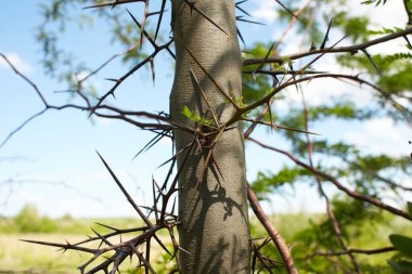 Ağacın üzerindeki gleditsia triacanthos yapraklarının seçici odak noktası, bal çekirgesi olarak da bilinen bal çekirgesi, Fabaceae familyasından bir yapraktır..