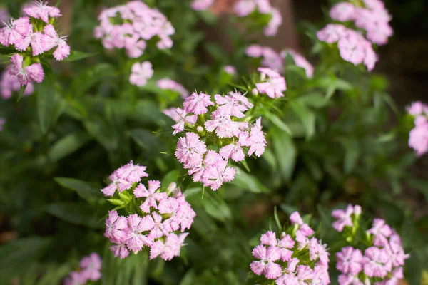 Цветок Барбатус Цветок Розовой Магенты Заднем Дворе Сада Многолетняя Флокс — стоковое фото
