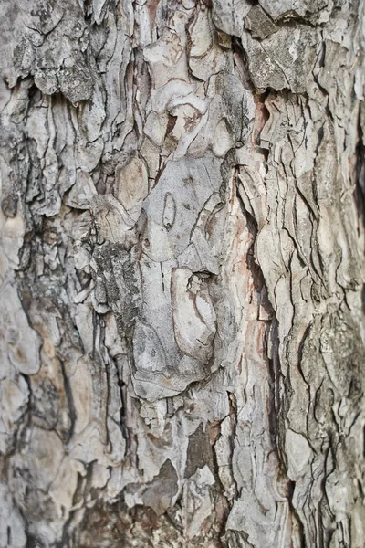 Çam Kabuğu Arka Planı Okaliptüs Ağacı Kabuğu Dokusu Lichens Ile — Stok fotoğraf