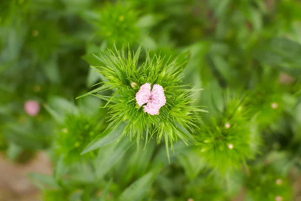 Dianthus Barbatus Çiçeği Bahçenin Arka Bahçesinde Pembe Morumsu Çiçek Açar — Stok fotoğraf