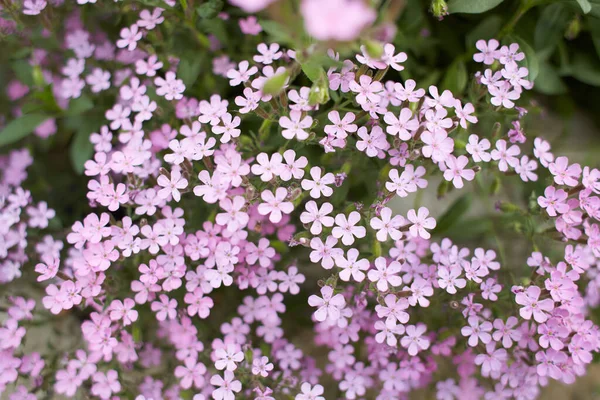 Квітучі Гірські Мильні Засоби Saponaria Ocymoides Saponaire Montpellier Багаторічні Квіти — стокове фото