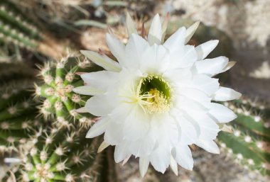 Echinopsis terscheckii çiçeği. Açan Kaktüs.