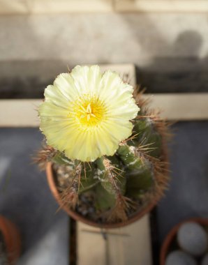 Sarı kaktüs çiçeği yakından. Botanik bahçesindeki çene kaktüsü. Açık sarı çiçek. Yaz mevsimi