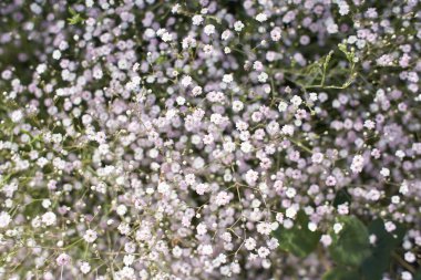 Yeşil çimenlikteki küçük, vahşi beyaz çiçekler. Caryophyllaceae, Gypthe (Rosenschleier). Beyaz ahşap çiçekler. Stellaria graminea, Caryophyllaceae familyasından bir bitki türü..