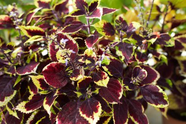 Coleus kırmızımsı ya da mor yapraklı çiçekler. Plectranthus scutellarioides olarak bilinen Coleus blumei ve Solenostemon scutellarioides.