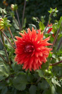 Çiçek açan menekşe asteraceae dahlia 
