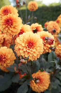 Portakallı asteraceae dahlia 