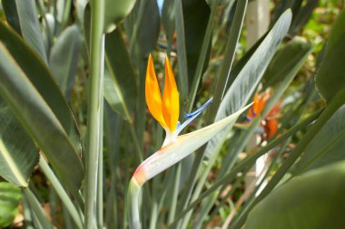 Bahçedeki Strelitzia Reginae 'nin (cennet kuşu) yakın çekimi.