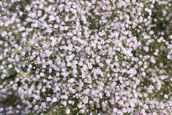 Дикі Білі Квіти Зеленій Траві Caryophyllaceae Gypsophila Rosenschleier Квіти Білого — стокове фото
