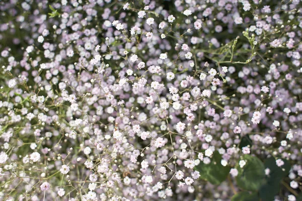Дикі Білі Квіти Зеленій Траві Caryophyllaceae Gypsophila Rosenschleier Квіти Білого — стокове фото
