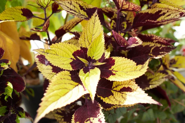 Flowers of Coleus reddish or purple leaves. Known as Plectranthus scutellarioides, Coleus blumei and Solenostemon scutellarioides.