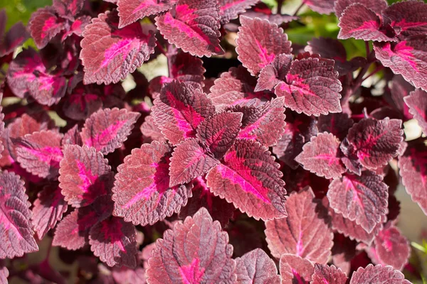 Flowers of Coleus reddish or purple leaves. Known as Plectranthus scutellarioides, Coleus blumei and Solenostemon scutellarioides.