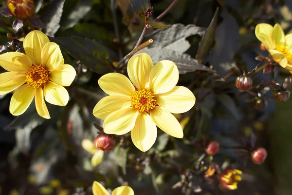 Çiçek Açan Sarı Dahlia Mystic Haze Çiçeklerine Yaklaş Sonbahar Bitkileri — Stok fotoğraf