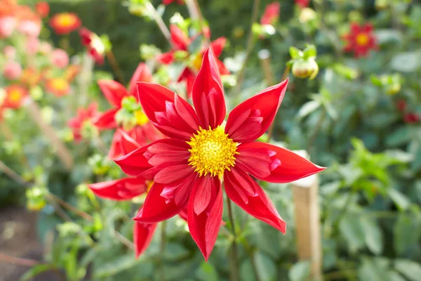 Close Red Asteraceae Dahlia Midnight Star Single Orchid Flowers Blooming — Fotografia de Stock