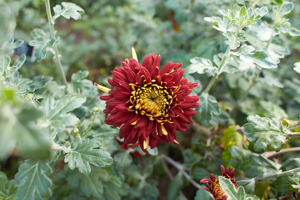 Close Red Asteraceae Chrysanthemum Grorge Griffith Flowers Blooming Autumn Plants — Stock Photo, Image