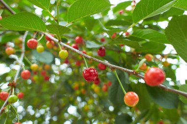 Closeup of ripe dark red sour cherries hanging on sour cherry tree branch with blurred background. Sour cherry tree (Prunus cerasus) in the garden.