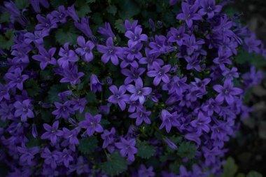 Bulanık arka planda çiçek açan Dalmaçyalı çan çiçekleri veya Adria çan çiçekleri veya Duvar çıngırağı (Campanula alameti). leylak Campanula