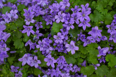 Bulanık arka planda çiçek açan Dalmaçyalı çan çiçekleri veya Adria çan çiçekleri veya Duvar çıngırağı (Campanula alameti). leylak Campanula