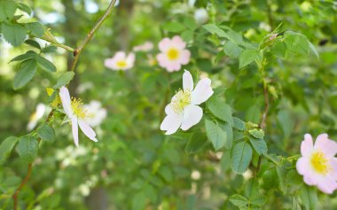 Ormanda pembe gül kalçası