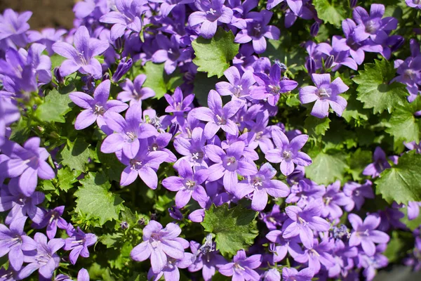 Фіолетові Квіти Далматинського Квітка Або Adria Bellflower Або Wall Bellflower — стокове фото