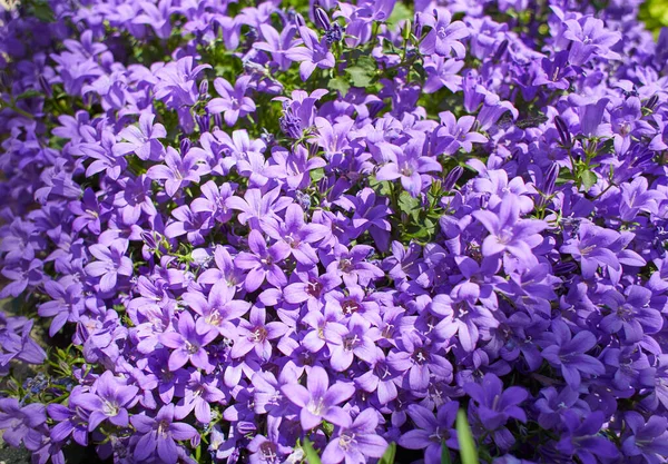 Lila Virágok Dalmát Harangvirág Vagy Adria Harangvirág Vagy Harangvirág Campanula — Stock Fotó