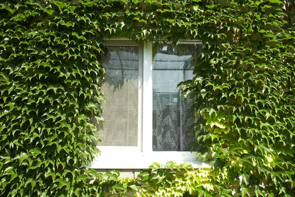 アイビーブドウは緑の背景に家の壁を登る — ストック写真
