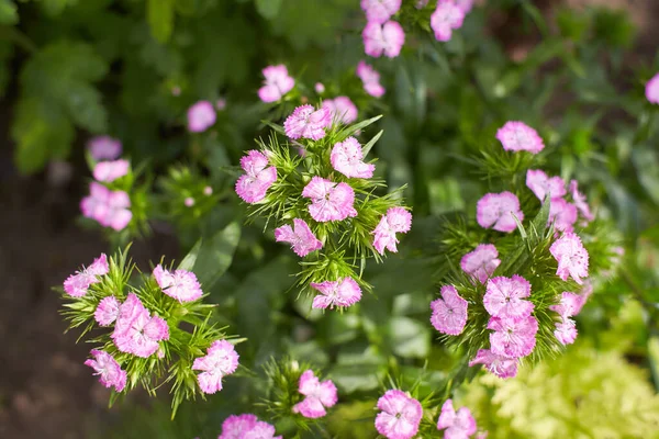 바르바 자홍색 정원에는 다년생 자몽이 자라고 있습니다 바르바 — 스톡 사진