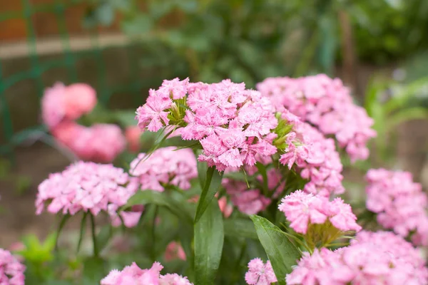 Dianthus Barbatus Flower Pink Magenta Flower Blossom Garden Backyard Perennial — Stock Photo, Image