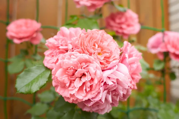 Close Rosas Rosa Escalada Com Folhas Verdes Fundo Embaçado Bandos — Fotografia de Stock