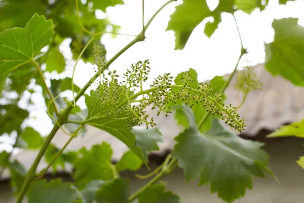 Vid Con Las Uvas Bebé Las Flores Floración Vid Con —  Fotos de Stock